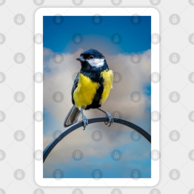 Great Tit Sticker by Adrian Evans Photography